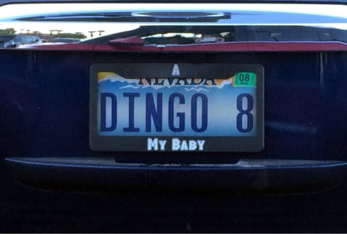 DINGO 8 MY BABY