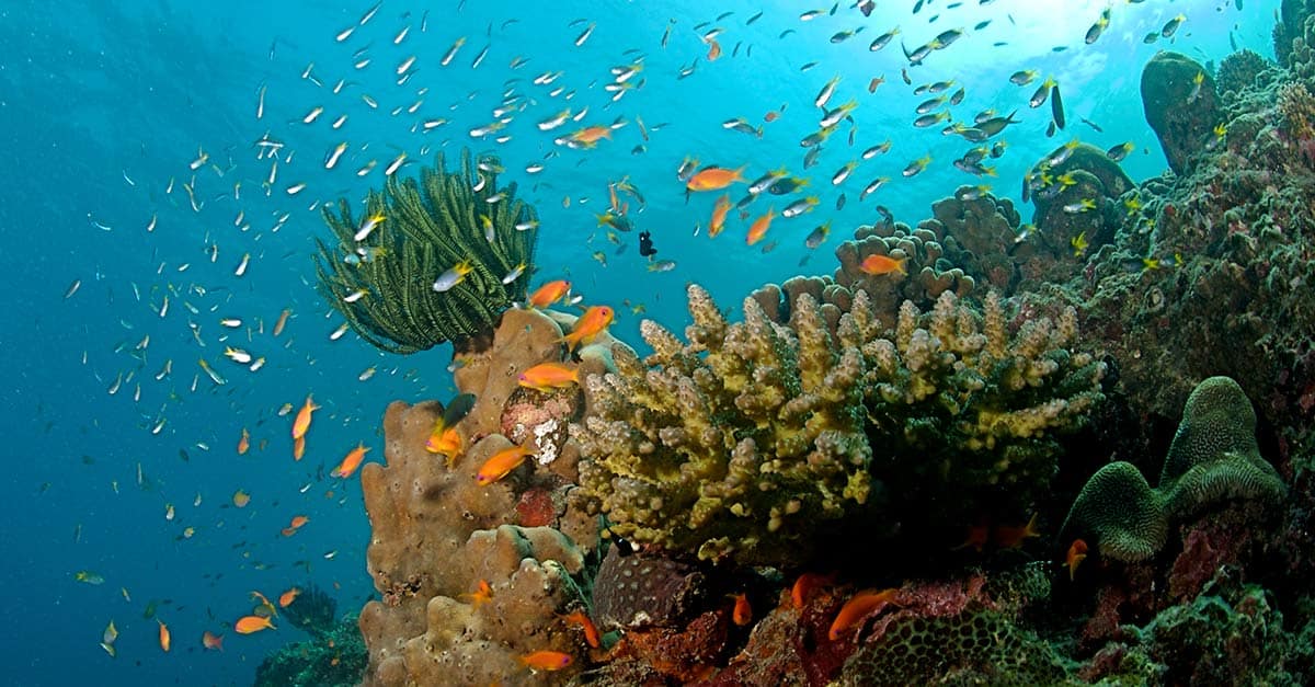 The_Coral_Reef_at_the_Andaman_Islands