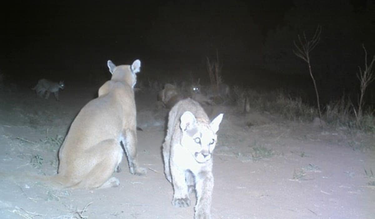 Cougars(Sawmillcanyon)