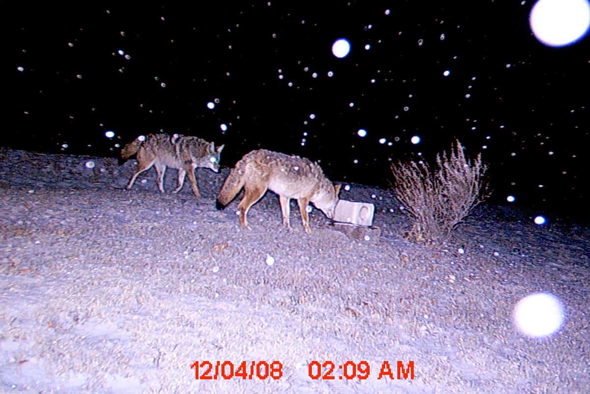 Coyotes Snow