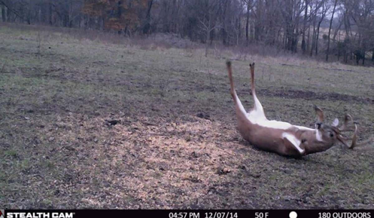 Deer on Back(Stealth Cam)