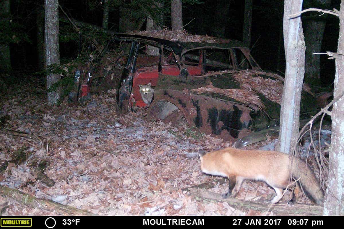 Fox and Raccoon(Karen Tetrault, Massachusetts)