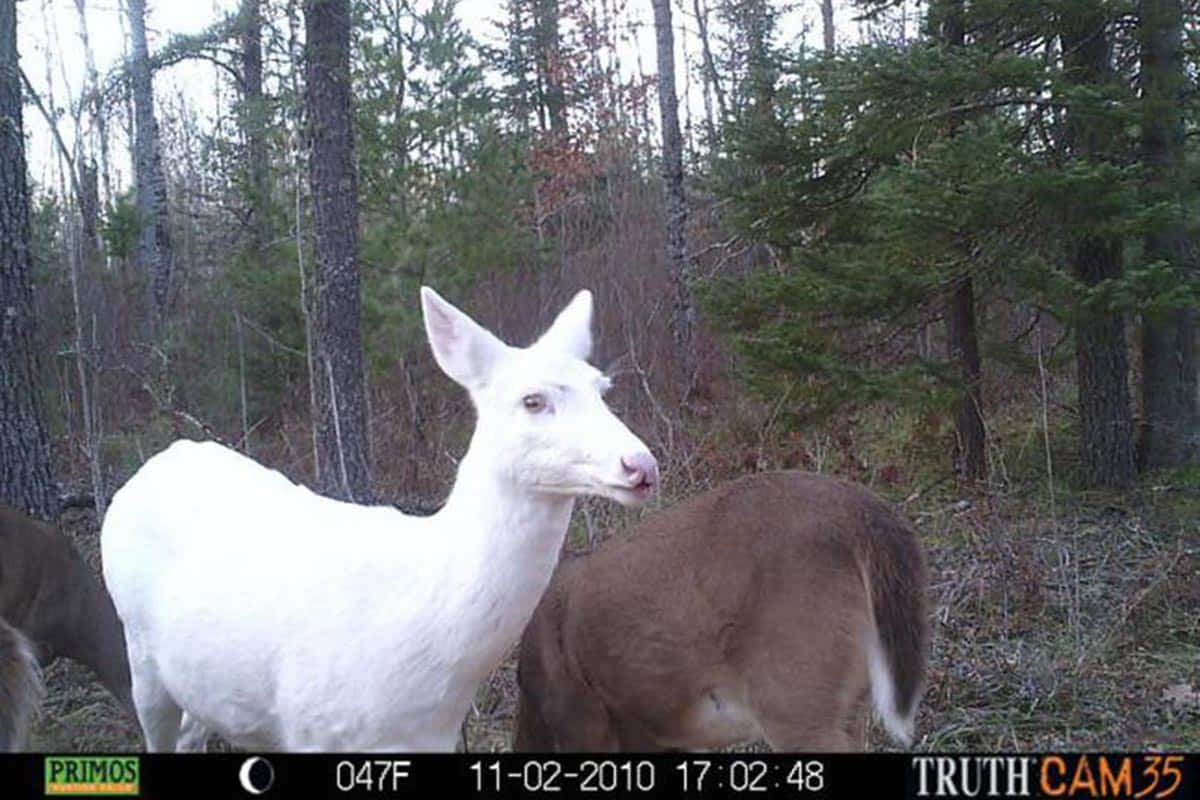 Albino Doe'