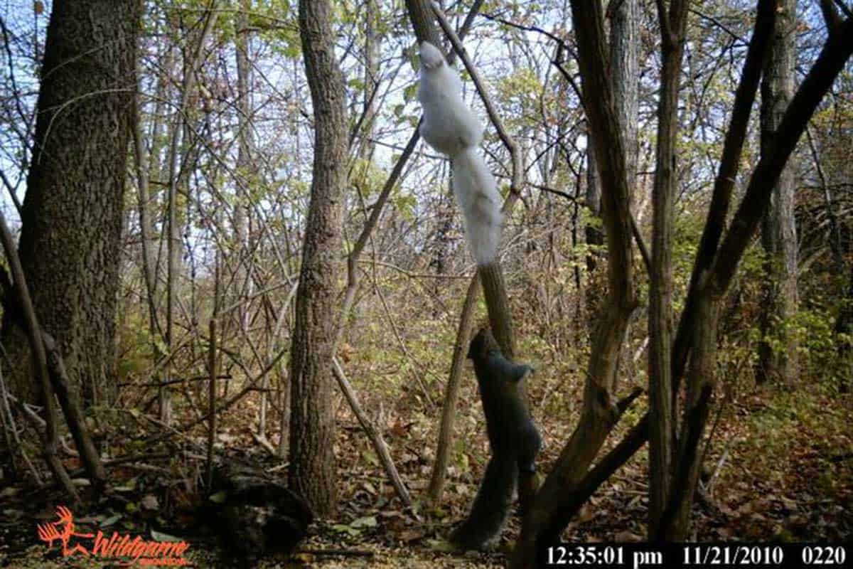 Albino Squirrel