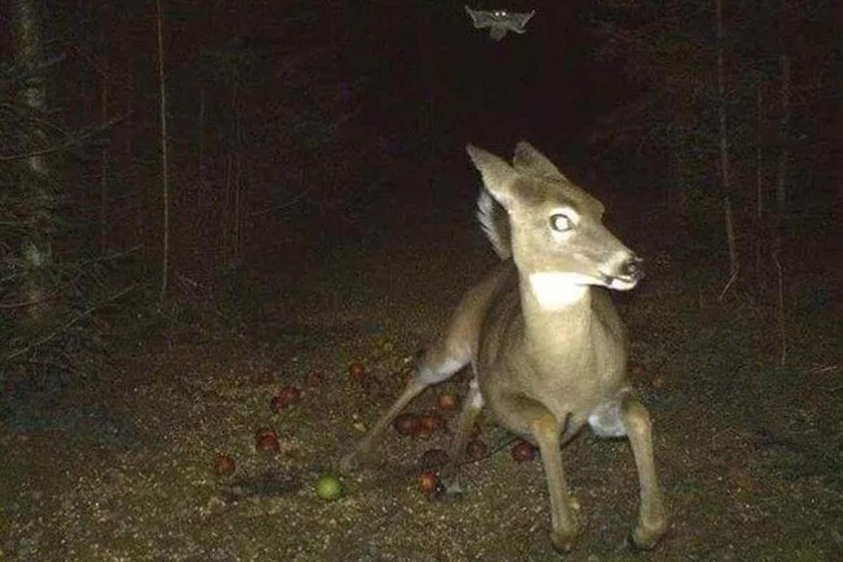 Bat Scare Deer