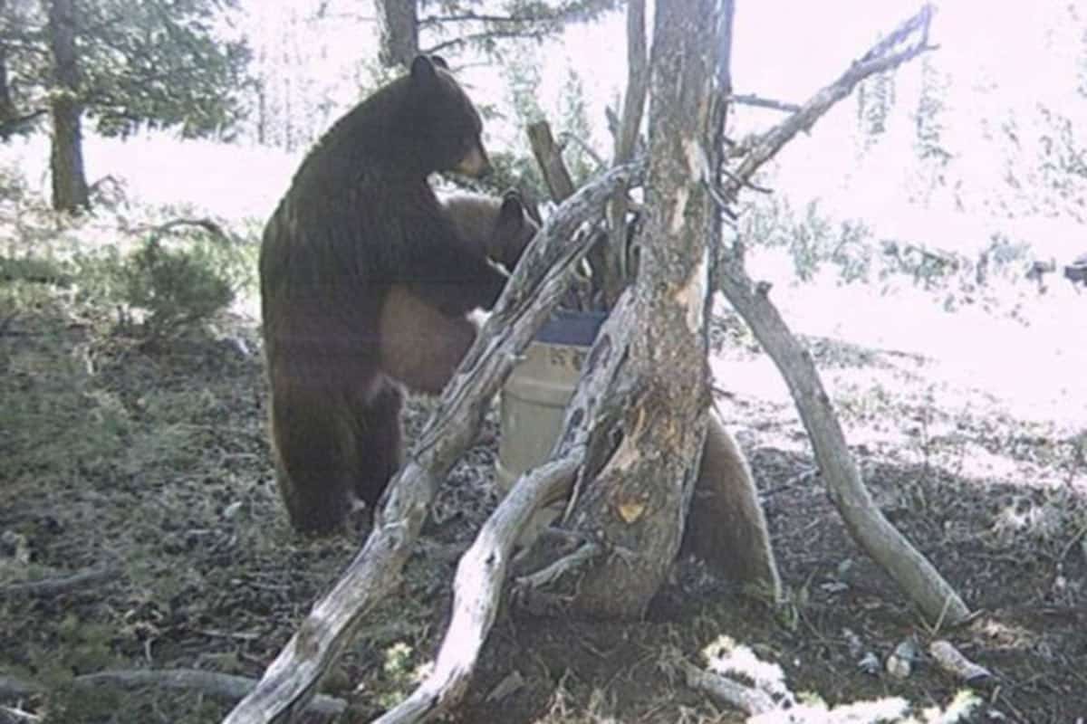 Bear hates Baby Bear