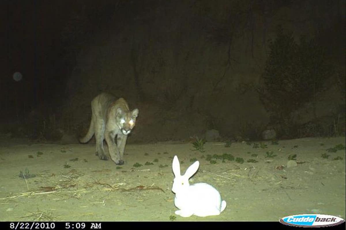 Cougar sees Bunny