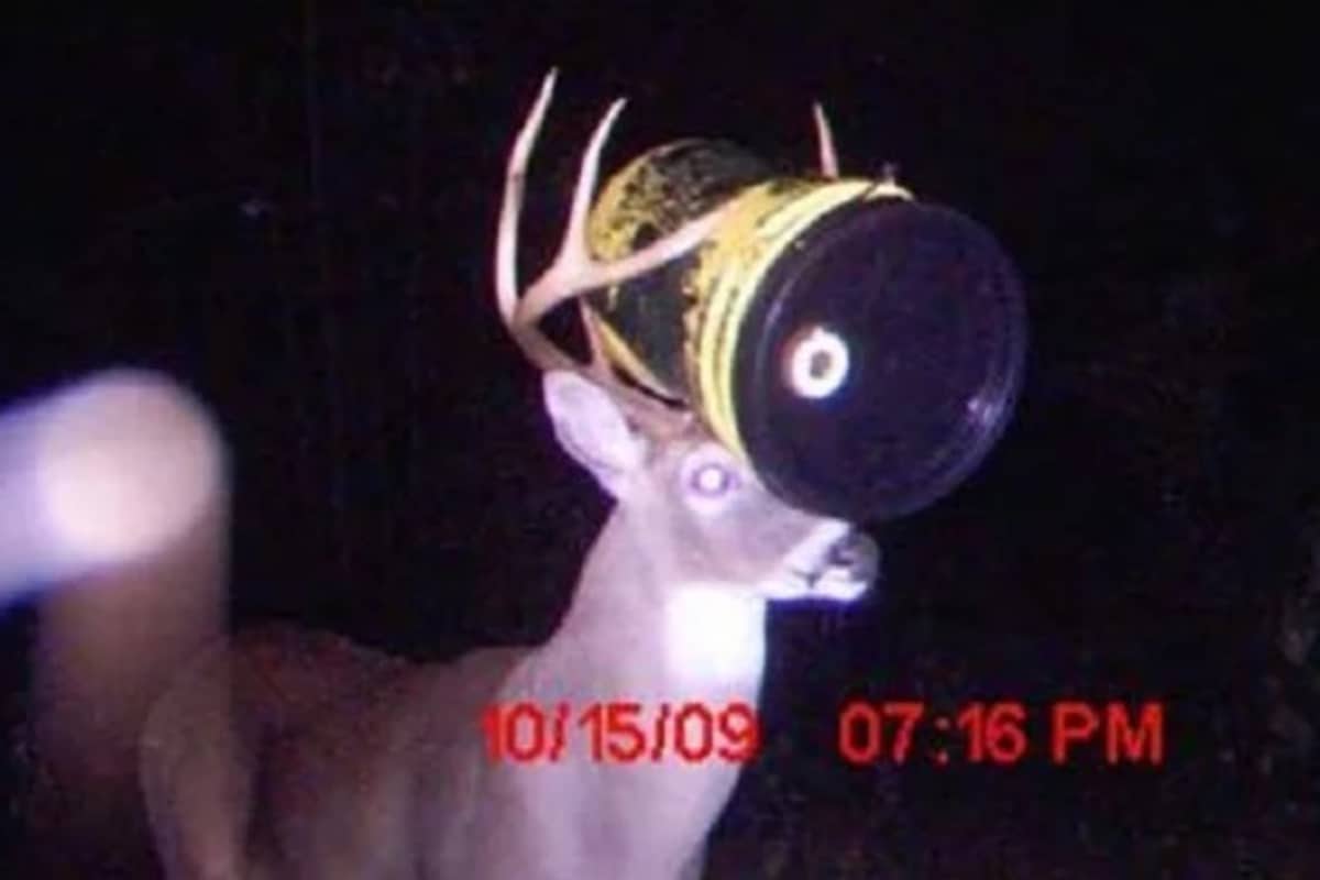 Deer with Can stuck in Antlers