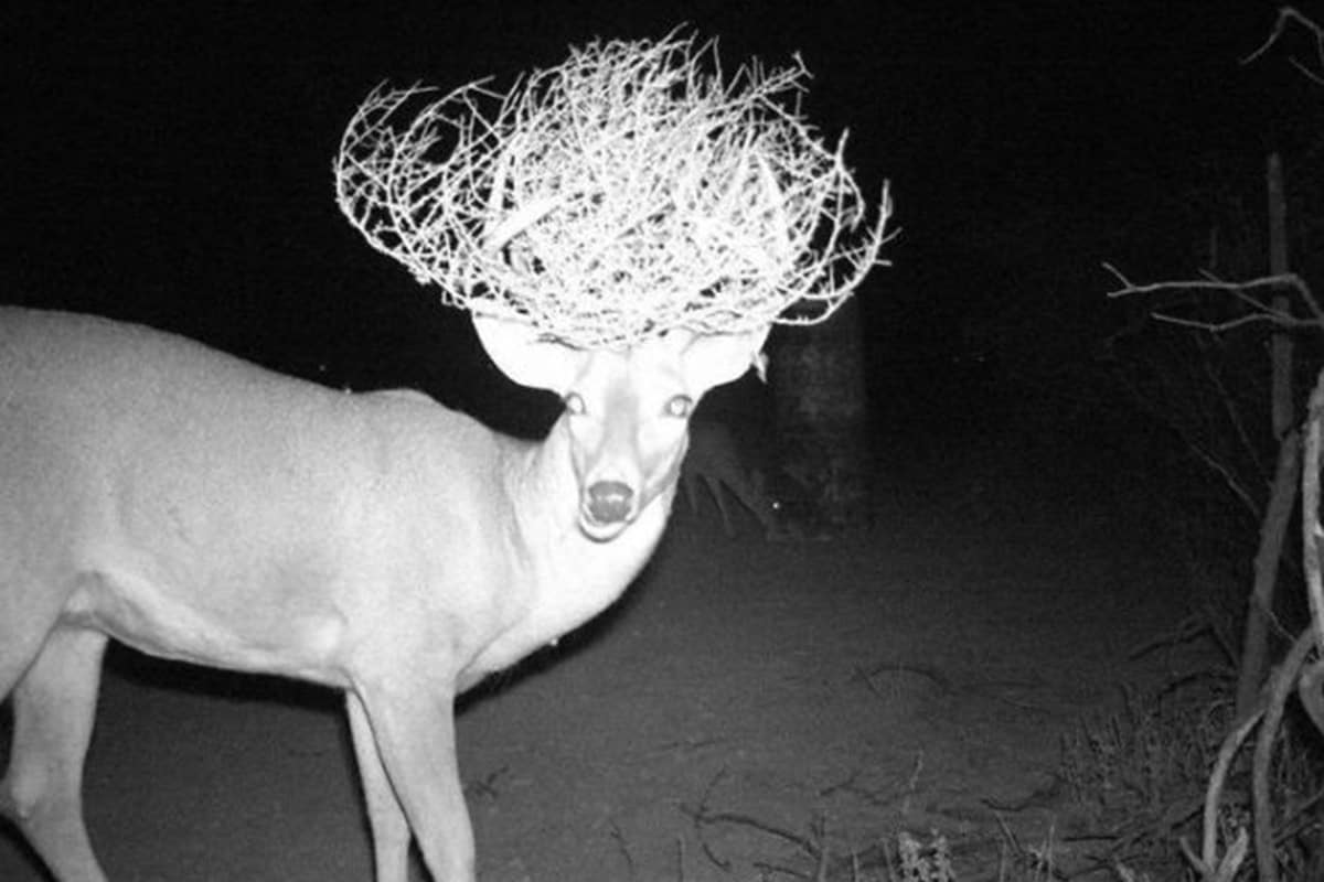 Deer with Tumbleweed in Antlers