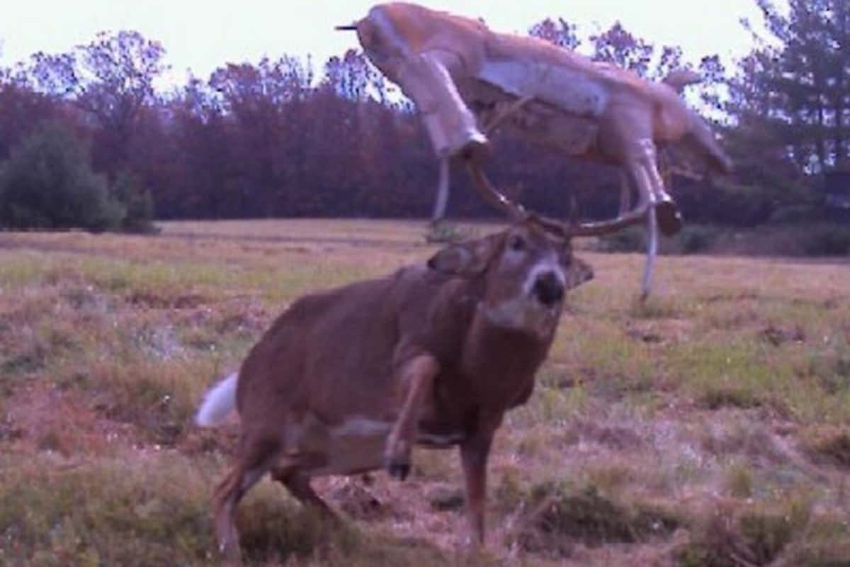 Deer with thing in Antlers