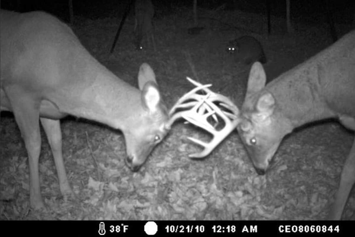 Deers fighting with Raccoon