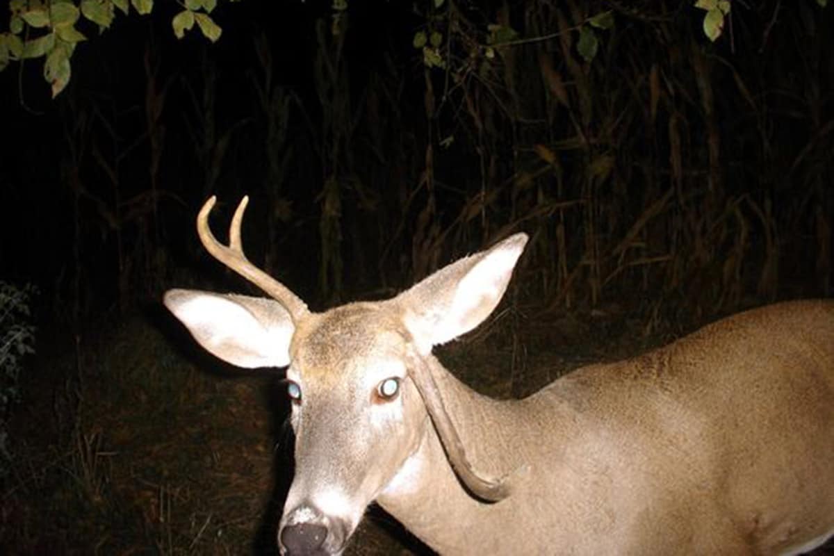 Defromed Antler Deer