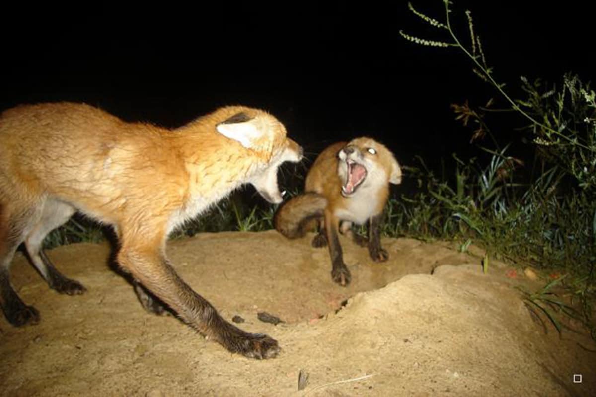 Fox Fight