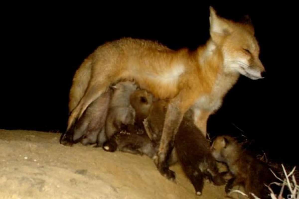 Fox and Her Babies