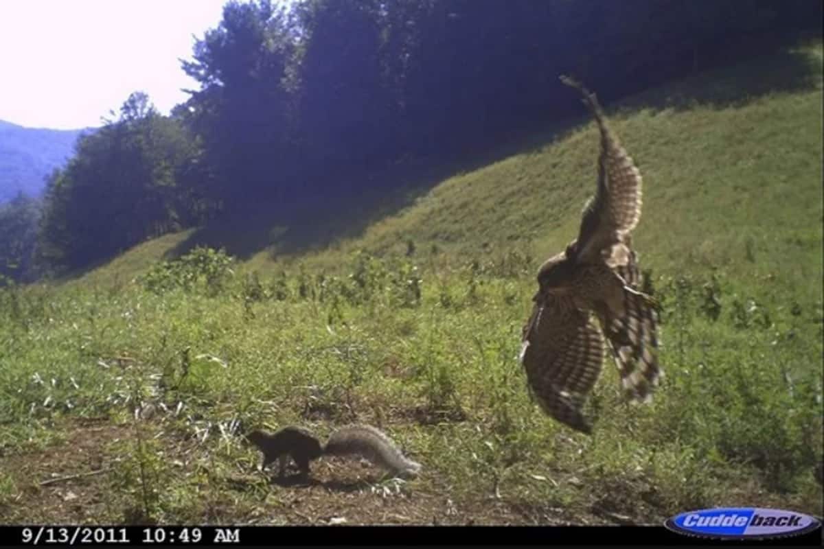 Hawk Goes After Squirrel