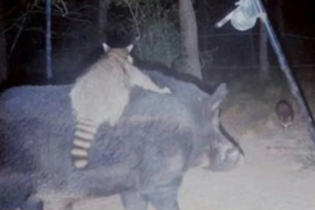 Raccoon on Boar