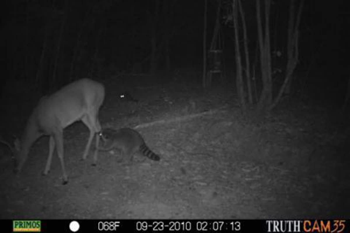 Raccoon tries to eat deer