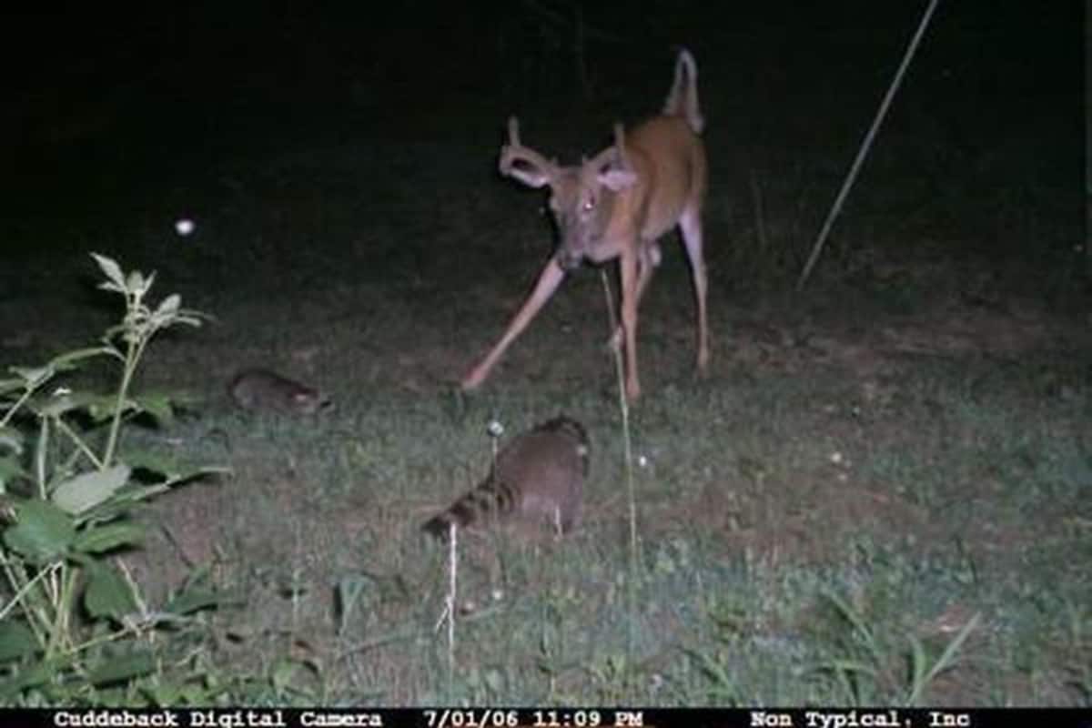 Raccoons square off with deer