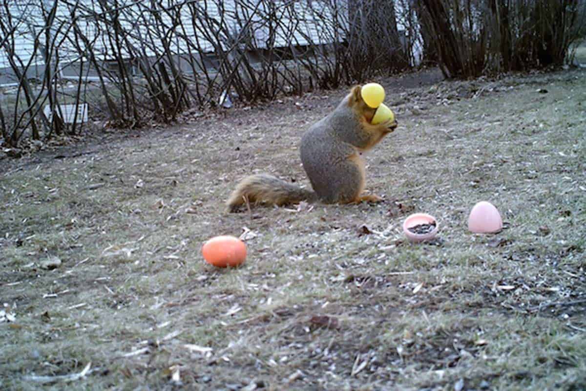 Squirrel eating from Easter Egg