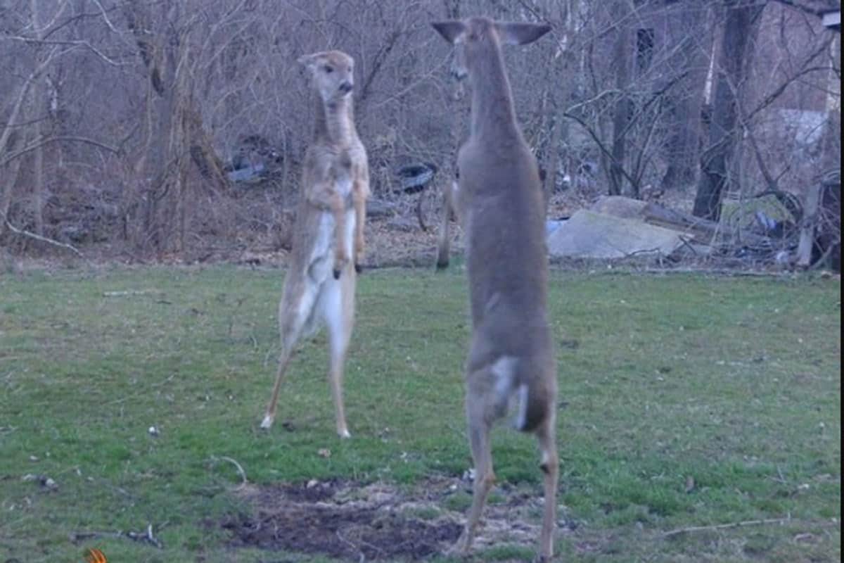 Standing Deers