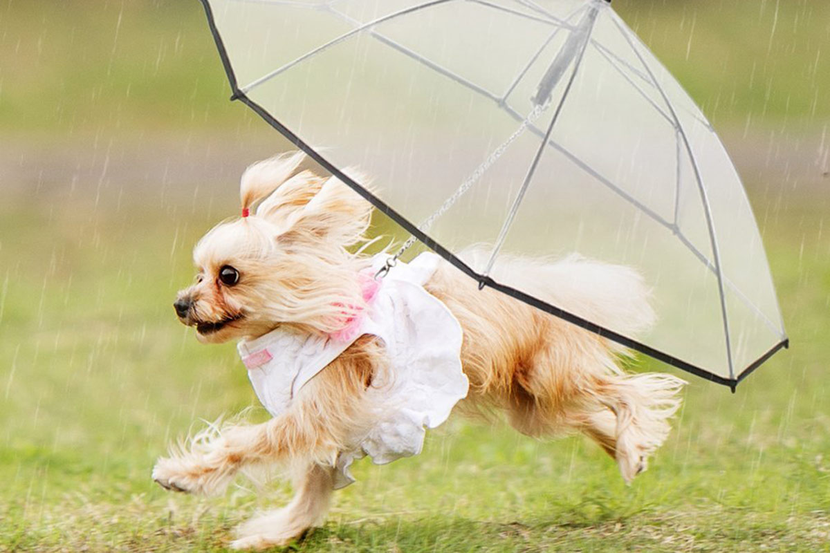 Abzon Transparent Pet Dog Umbrella with Leash(Abzon)