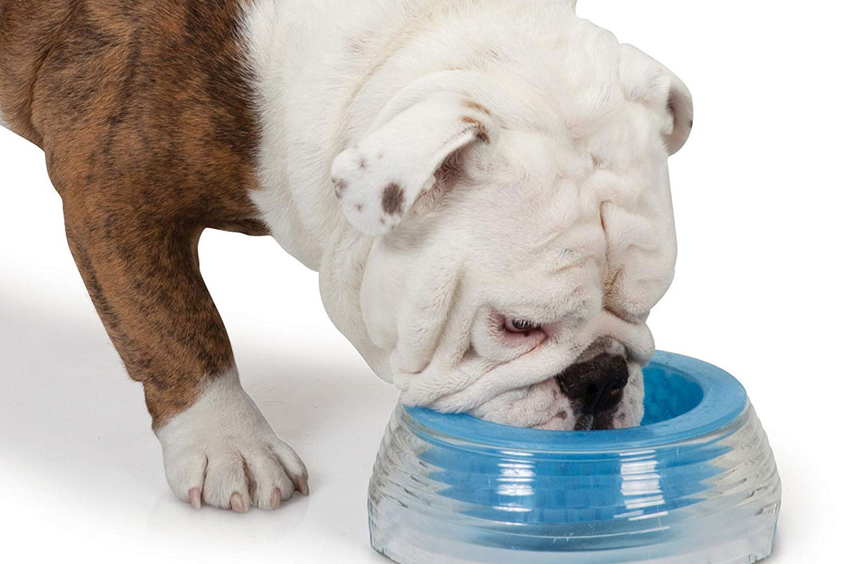 Cool Pup Cooling Pet Bowl(Cool Pup with Insect Shield)